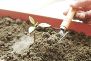 gardening tools and plant on a table with copy space .